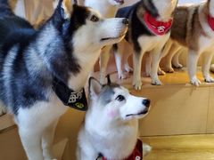 -Husky Go! 哈士奇体验馆·宠物咖啡厅狗咖