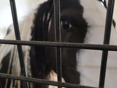 -北京群众马术培训基地