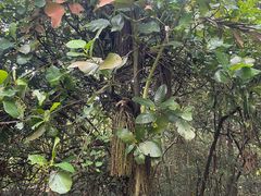 -武吉知马自然保护区