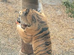 -上海野生动物园老虎餐厅