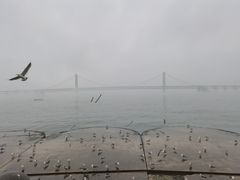 -星海湾跨海大桥