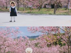 -天适樱花悠乐园