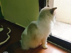 -李小姐の猫咖啡馆(五角场店)