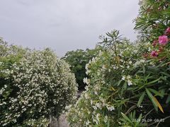 -上海吴淞炮台湾国家湿地公园