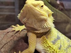 -酷以爬仙阁实体爬宠店·守宫·蜥蜴·专业繁育