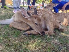 -北京鹿世界主题园