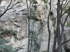 -大岭沟猕猴桃谷风景区