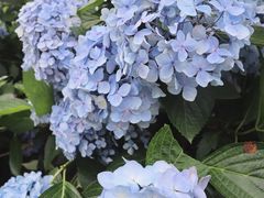 -鼓岭旅游度假区