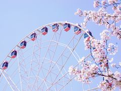 -顾村公园