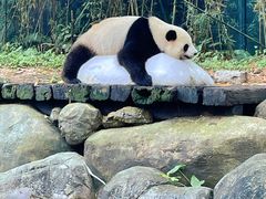 -广州长隆野生动物世界
