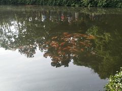 -西湖外事游船(花港观鱼码头)