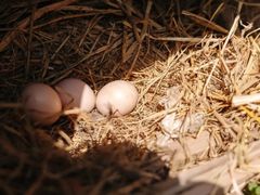 -马陆小张葡萄园农家乐