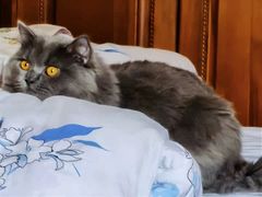 -东方名猫馆·英短金渐层布偶猫舍(环线广场1号楼店)