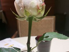-雲說·花(西宸天街店)