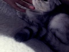 -喵的天空名猫咖啡馆·撸猫·猫舍·用品
