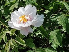 -洛阳市隋唐城遗址植物园
