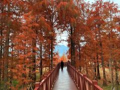 -上海海湾国家森林公园