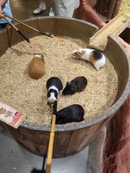 -Zoolung Zoolung动物主题公园(海信广场店)