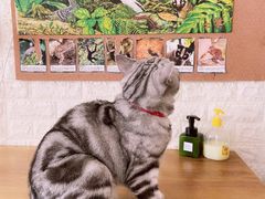 -平行世界·猫咖(首经贸店)