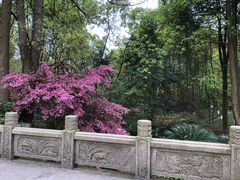 -邓小平故里