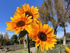 -长白岛森林公园