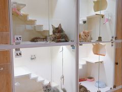 -麒麟缅因猫舍·十五年缅因猫选购中心