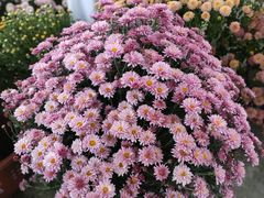 -沈阳国际会展中心管理有限公司