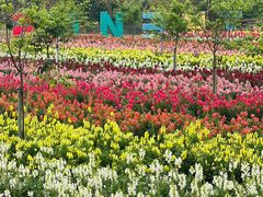 -天适樱花悠乐园