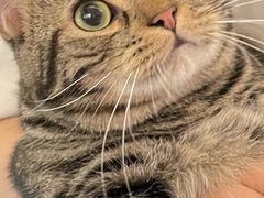 -猫大福·Fortune Cat猫舍(百子湾店)