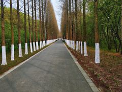 -昆山城市生态森林公园