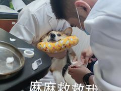 -安安宠医宠物医院·异宠·犬猫内科(岳阳分院)