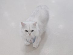 -共舞时光猫咖·狗咖(新街口店)