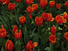 -长春公园(普阳街道)