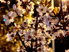 -西安市长乐公园