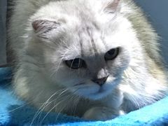 -喵的天空名猫咖啡馆·撸猫·猫舍·用品