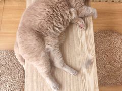-Catmate·猫肥家润(金润铂宫店)