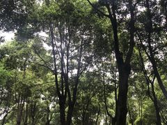 -重庆市江北嘴中央商务区中央公园