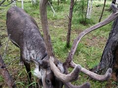 -北极村旅游风景区