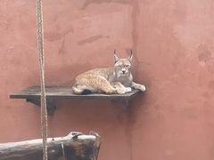 -青藏高原野生动物园