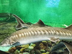 -太平洋海底世界