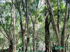 -中国科学院西双版纳热带植物园