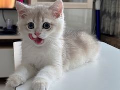 -小猫来了·猫舍(红山六九七九店)