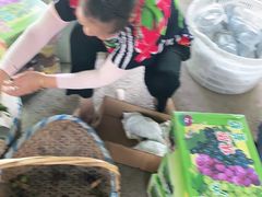 -马陆小张葡萄园农家乐