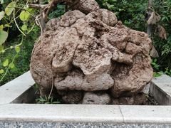 -广州神农草堂中医药博物馆