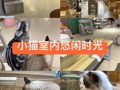 -藏猫猫咖啡主题馆(中央大道店)