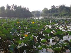 -新江湾城公园