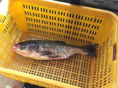 -大鹅岛灶台鱼·铁锅炖(水库路店)