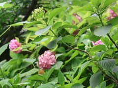 -谷咖啡·鲜花绿植花园餐厅