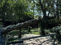 -瑞丽独树成林风景区