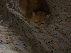 -陆长玖古法猪脚饭(玄风桥店)